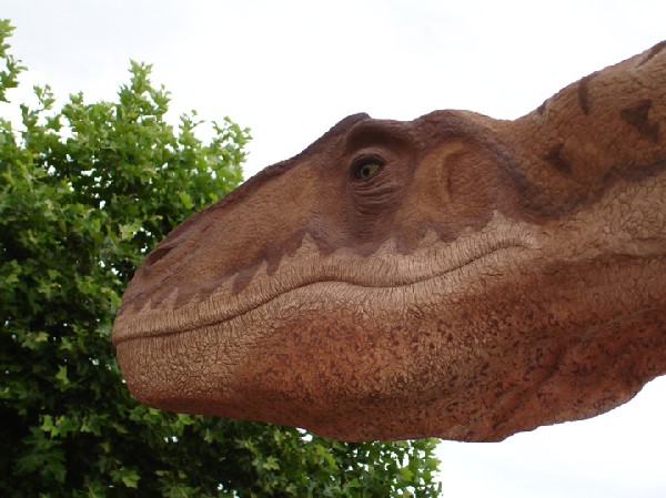 Allosaurus fragilis - Dinosaure carnivore<br />
- 140 millions d'années - Etats-Unis